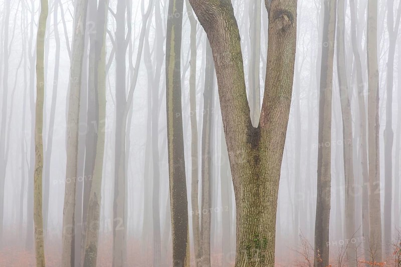 Beech tree trunks in the mist at Ghost Wood, Gespensterwald along the Baltic Sea beach at Nienhagen, Mecklenburg-Vorpommern, Germany, Europe
