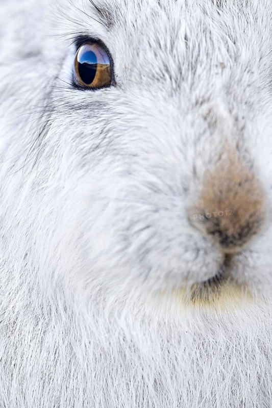 Close-up of mountain hare, snow hare (Lepus timidus) in white winter pelage resting in the hills in late winter, Cairngorms National Park, Scotland, United Kingdom, Europe