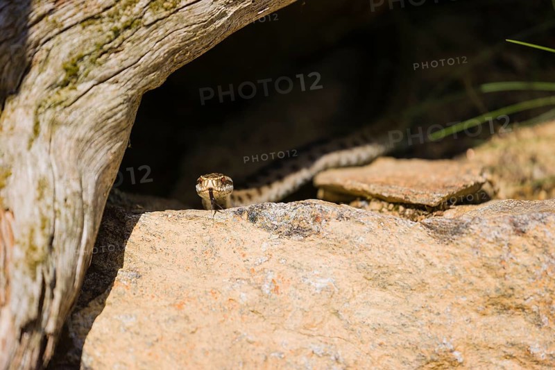 One Vipera berus, the common European adder or common European viper, creeps over moss and rocks