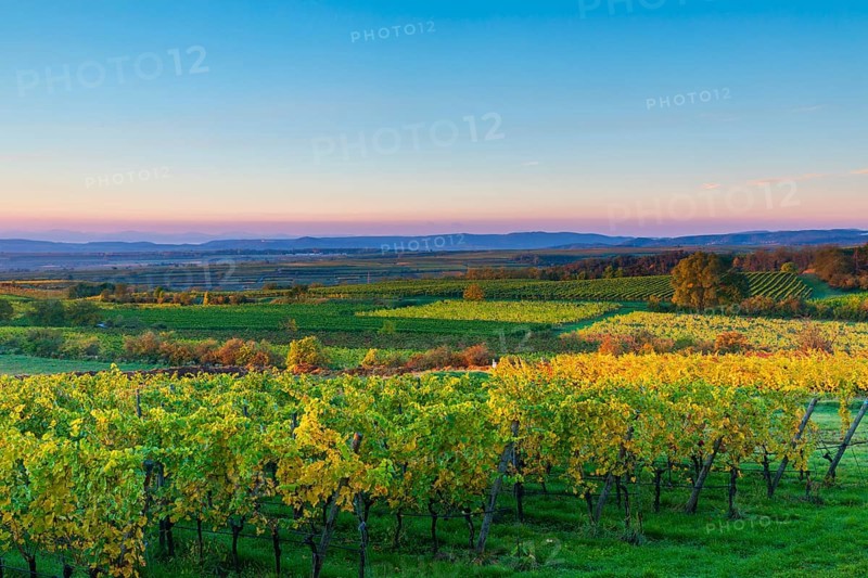 Vineyards near Langenlois, Lower Austria, Austria, Europe
