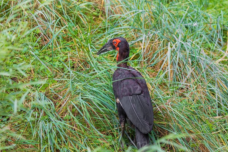 A southern ground hornbill, Bucorvus leadbeate, searches for food in tall grass