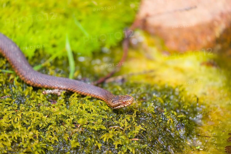 One Vipera berus, the common European adder or common European viper, creeps over moss and rocks