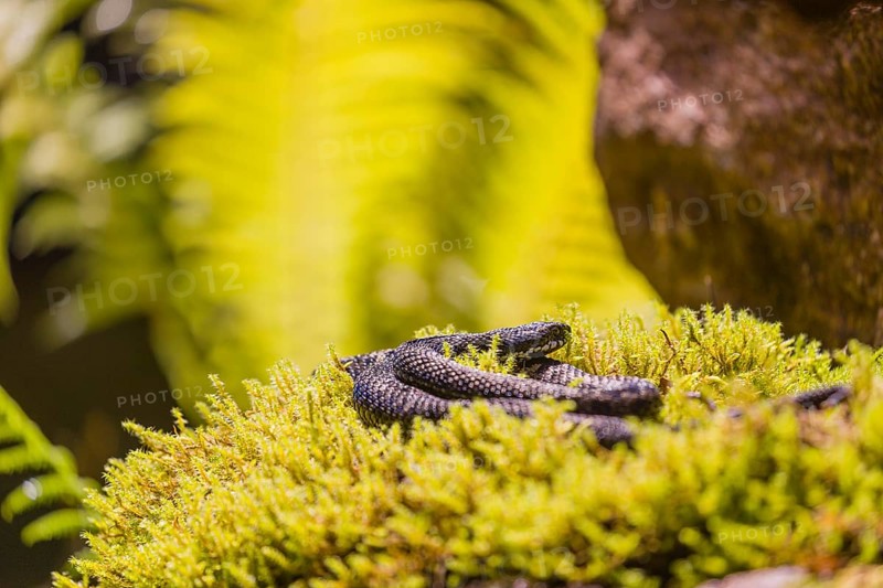One Vipera berus, the common European adder or common European viper, rests on moss in bright sunlight to warm up