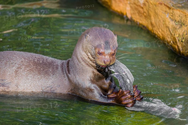 A giant otter or giant river otter (Pteronura brasiliensis) sits in the shallow water of a small river and eats a catfish