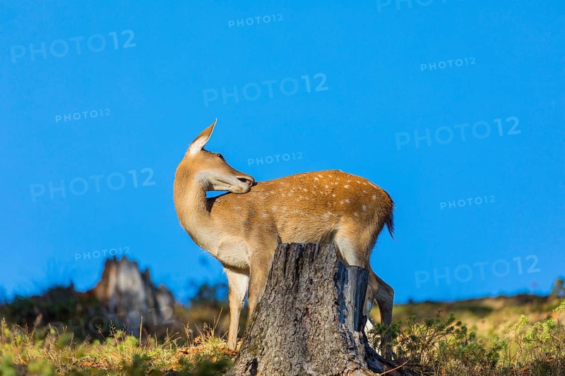 One female Manchurian sika deer or Dybowski's sika deer (Cervus nippon mantchuricus or Cervus nippon dybowskii) stands on a green meadow. A blue sky is in the background