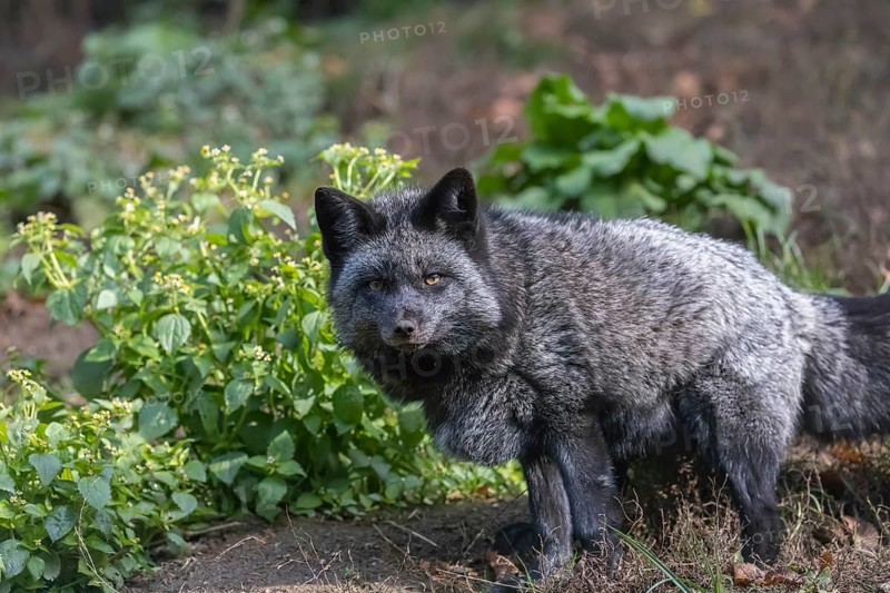 One silver fox (Vulpes vulpes) standing on a green meadow looking for food. The silver fox is a melanistic form of the red fox