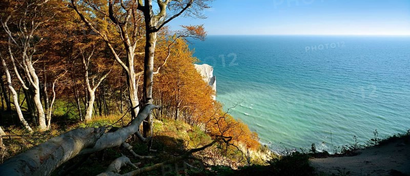 Coastal forest at the chalk cliffs of Møns Klint, view of the Baltic Sea in autumn, Møn Island, Denmark, Europe