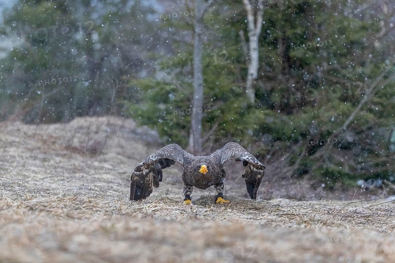 One young Steller's sea eagle (Haliaeetus pelagicus) lifting off of the ground. Controlled condition