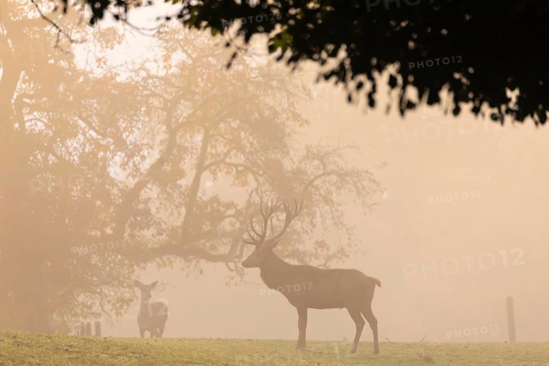 One Red Deer stag (Cervus elaphus) standing on a meadow in early morning light with a forest in dense fog and fall foliage in the background. Backlit scene. Sunrise thru the fog