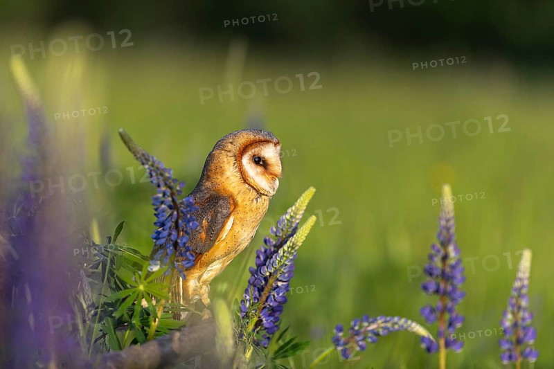 One barn owl (Tyto alba) sitting on a branch lying in a field of flowering lupines in late evening light