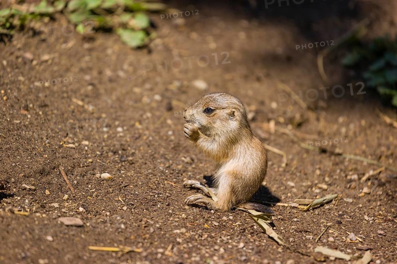 A black-tailed prairie dog cub (2 weeks old) (Cynomys ludovicianus) sits on sandy terrain on a bright sunny day