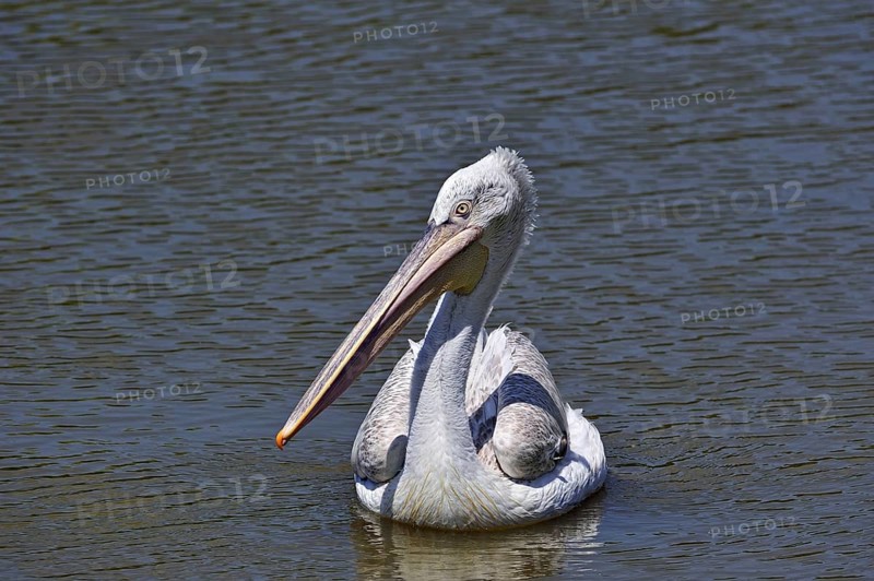 Portrait of Pink-backed Pelican (Pelecanus rufescens) swimming in lake, native to Africa