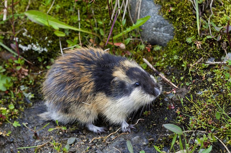 Norway lemming (Lemmus lemmus) on the tundra, Lapland, Sweden, Europe