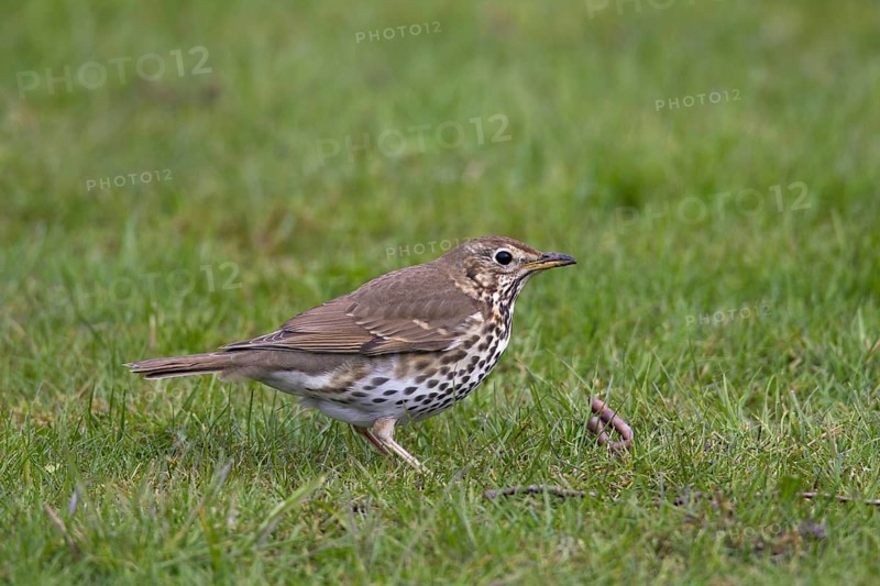 Song thrush (Turdus philomelos) eating earthworm on lawn in garden, Germany, Europe