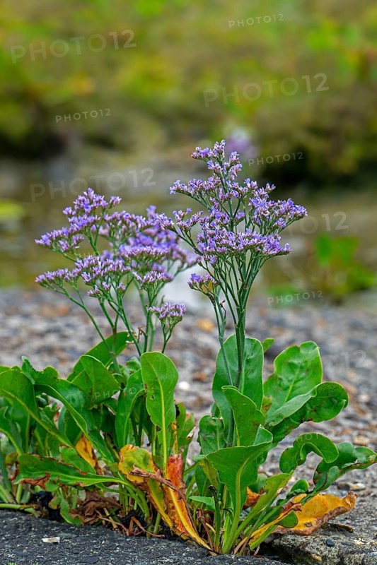 Common sea-lavender (Limonium vulgare) in flower in saltmarsh, salt marsh along the North Sea coast in summer