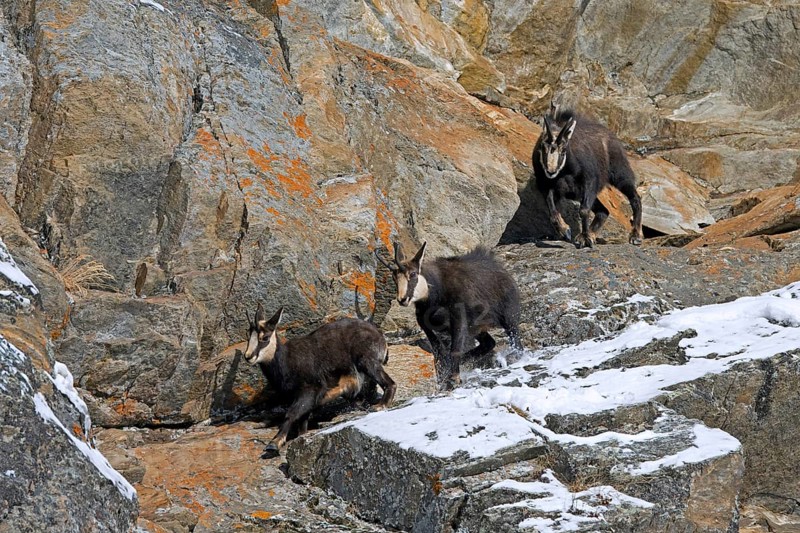 Rutting Alpine chamois (Rupicapra rupicapra) male, buck chasing female and juvenile down rock face during the rut in winter in the European Alps