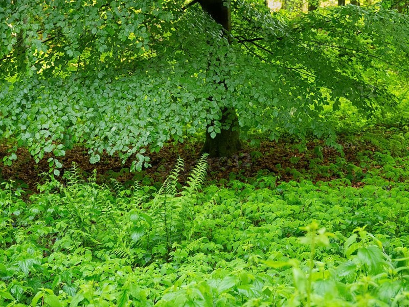 Beech Tree (Fagus slyvatica), in woodland surrounded by fresh undergrowth greenery in springtime, Hesse, Germany, Europe