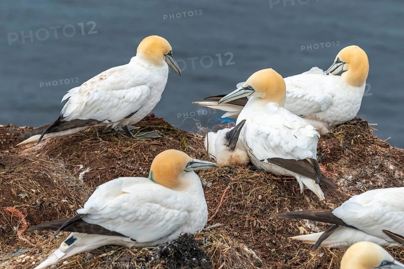 Northern gannets (Morus bassanus) with young on their nests on the cliff edge, offshore island of Heligoland, North Sea, Pinneberg district, Schleswig-Holstein, Germany, Europe