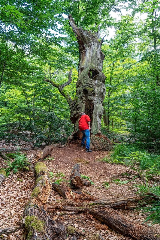 The Sababurg primeval forest, or primeval forest in the Reinhardswald, is a 95-hectare biotope under nature and landscape protection, with trees over 500 years old, hut trees, in the district of Kassel, Hesse, Germany, Europe