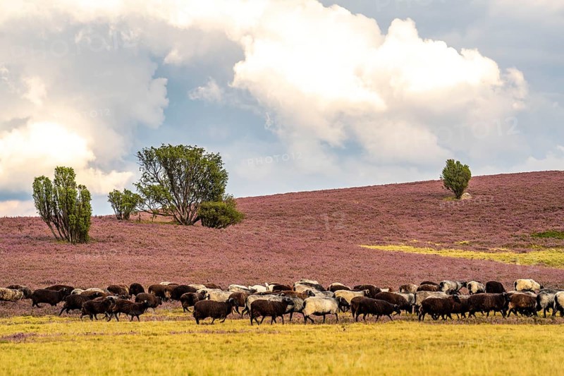 Heidschnucken herd, in the Lüneburg Heath, near Niederhaverbeck, heather blossom of the broom heather, in the Lüneburg Heath nature reserve, Lower Saxony, Germany, Europe