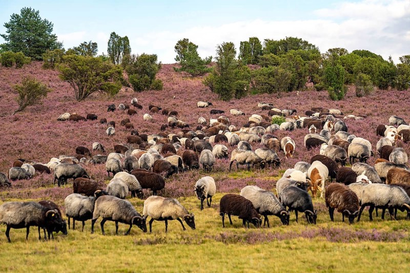 Heidschnucken herd, in the Lüneburg Heath, near Niederhaverbeck, heather blossom of the broom heather, in the Lüneburg Heath nature reserve, Lower Saxony, Germany, Europe