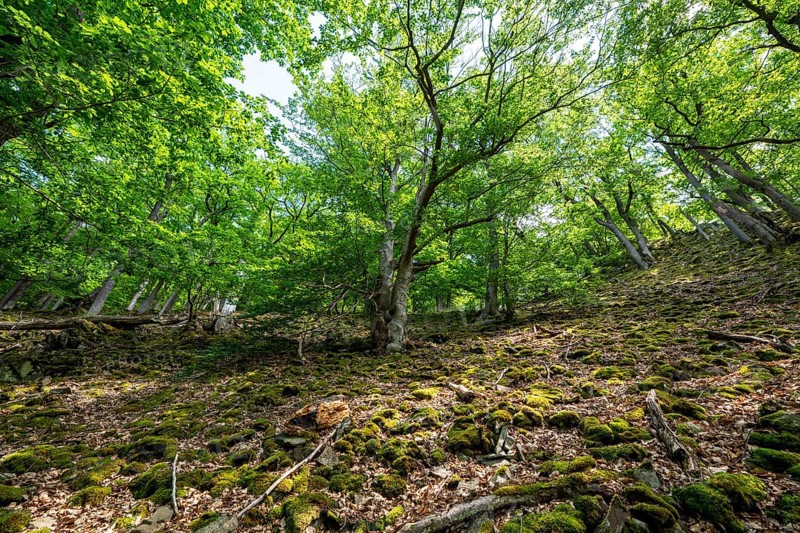 The Knorreichenstieg, part of the Urwaldsteig Edersee hiking trail, in the Kellerwald-Edersee National Park, in Hesse, Germany, Europe