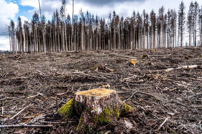 Cleared forest in the Arnsberg Forest near Warstein-Sichtigvor, Soest district, site of a spruce forest that had died and was felled due to heavy bark beetle infestation, North Rhine-Westphalia, Germany, Europe
