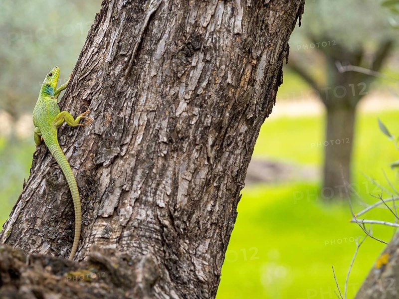 Balkan green lizard (Lacerta trilineata), lizard, lizard, reptile, (Lacerta bilineata), Lesbos, Lesbos Island, Greece, Eusropa, Europe