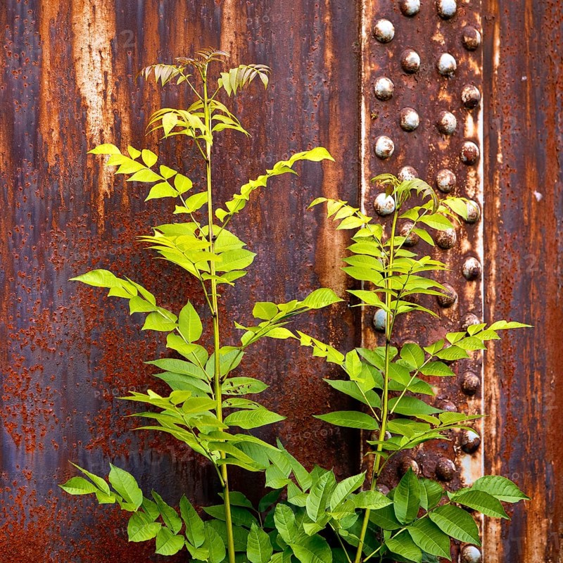 Green plant in front of rusty steel, industrial nature in the disused Hansa coking plant, Dortmumd, Ruhr area, North Rhine-Westphalia, Germany, Europe