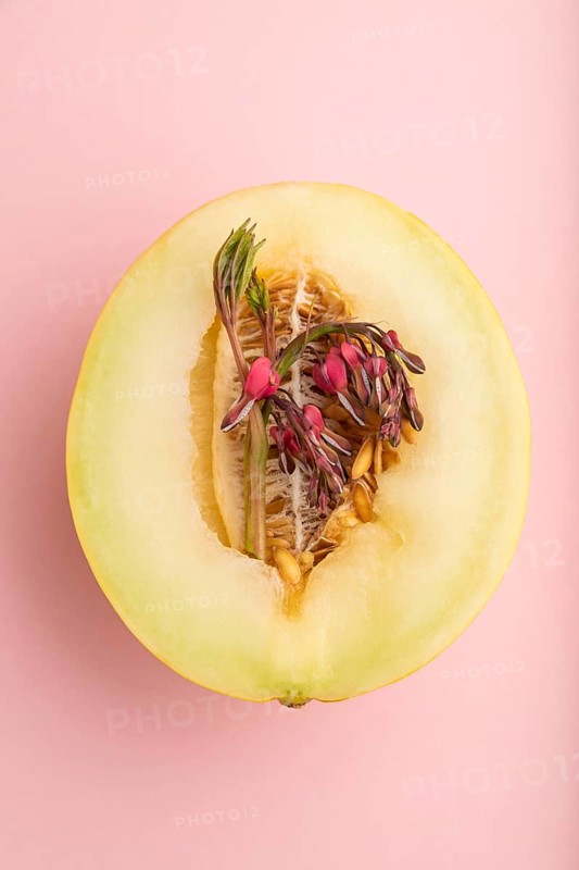 Sliced ripe yellow melon and dicentra flowers on pink pastel background. Top view, flat lay, close up. harvest, women health, vegan food, concept, minimalism