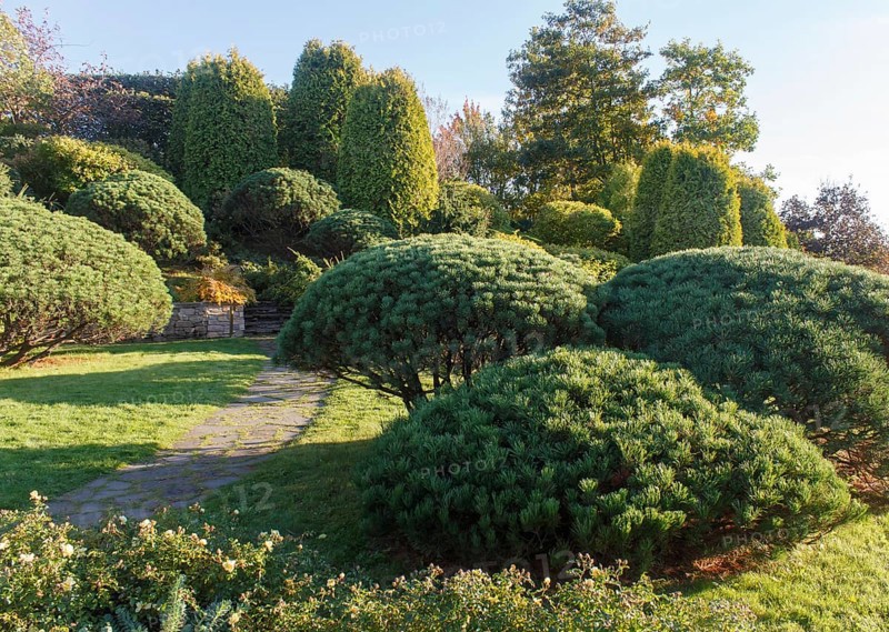 Cottage garden with green lawn, trees, hedges, trimmed bushes and large mountain pines. Modern landscape design