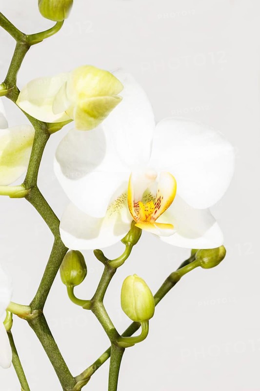 Beautiful orchids of different colors on white and grey background. Phalaenopsis hybrids. Close up