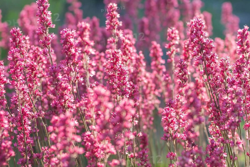 Blooming purple heuchera in the garden