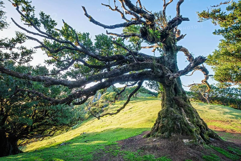 Centuries-old til trees in fantastic magical idyllic Fanal Laurisilva forest on sunrise. Madeira island, Portugal, Europe