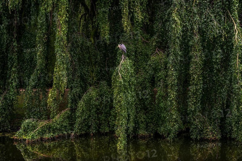 Green weeping beech (Fagus sylvatica), weeping beech with grey heron (Ardea cinerea), park, river, tree, idyllic, nature, light mood, reflection, mirroring, calmness, canal, centre, Groningen, Netherlands