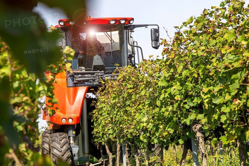 Harvest of Sankt Laurent red wine grapes in the Palatinate