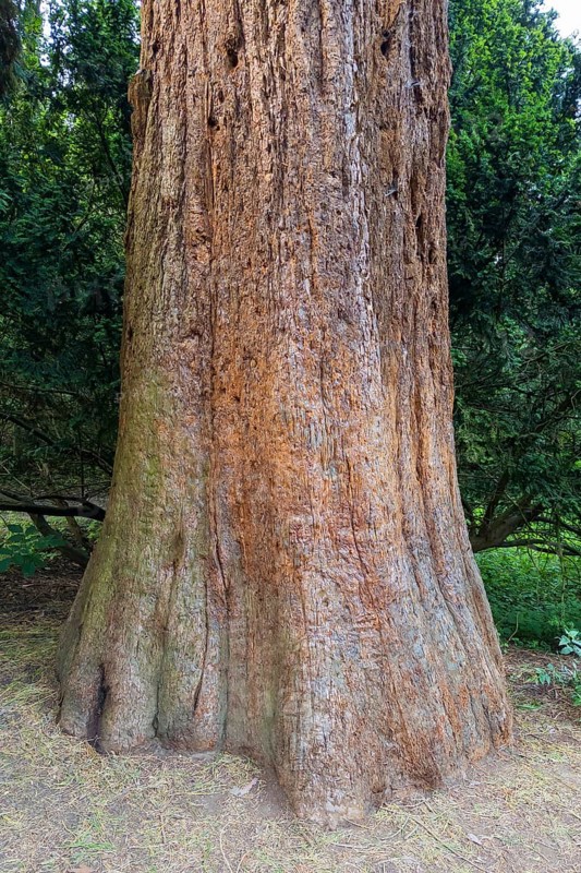 Sequoia (Sequoioideae), tree trunk, bark, nature, tree, plant, old, Piesberg, Osnabrück, Germany, Europe