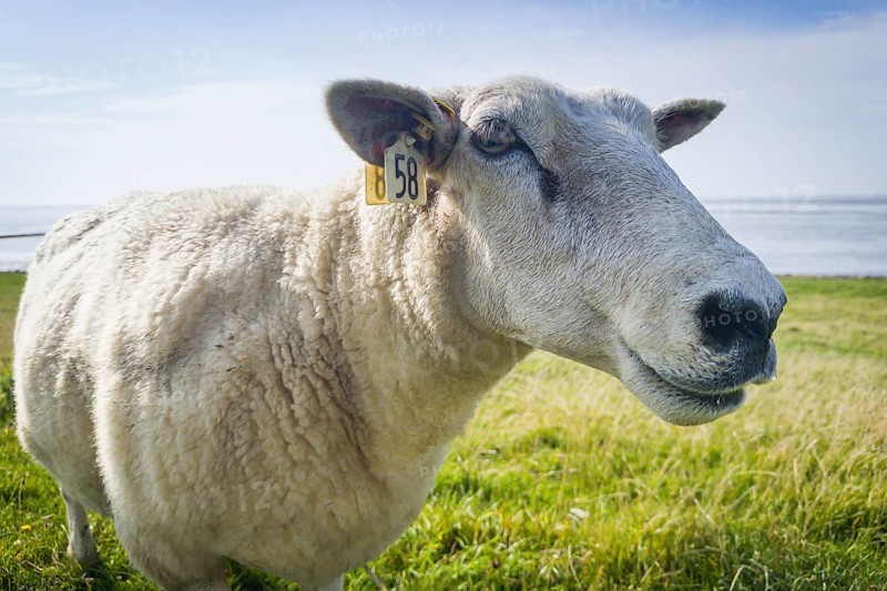 White sheep (Avis Alba), dyke, Sylt, Germany, Europe
