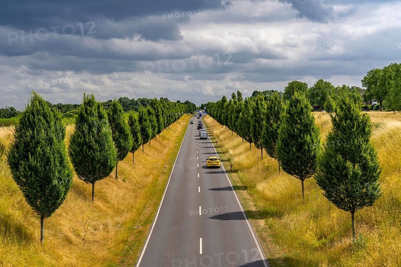 Dorstfelder Allee in Dortmund, completely new road built in 2013, former farmland, in the Dorstfeld district, Tuscany-style tree avenue with 92 new trees, North Rhine-Westphalia, Germany, Europe