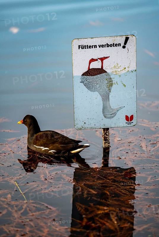 The Grugapark, Essen, botanical garden, park for leisure and recreation, pond hen, pond rail, in the forest lake, sign, autumn, Essen, North Rhine-Westphalia, Germany, Europe