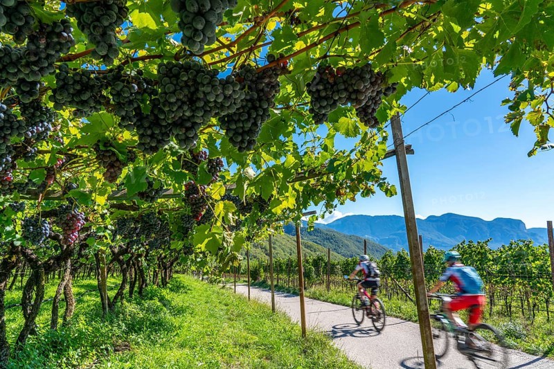 Cycle path through the wine-growing areas in South Tyrol, near Kaltern on the wine route, shortly in front of the grape grape harvest, South Tyrol, Italy, Europe