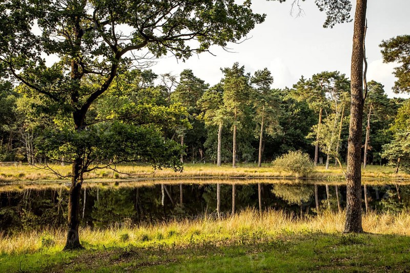 Schwarzes Wasser nature reserve in the Hohe Mark Westmünsterland nature park Park, near Wesel, North Rhine-Westphalia, Germany, Europe