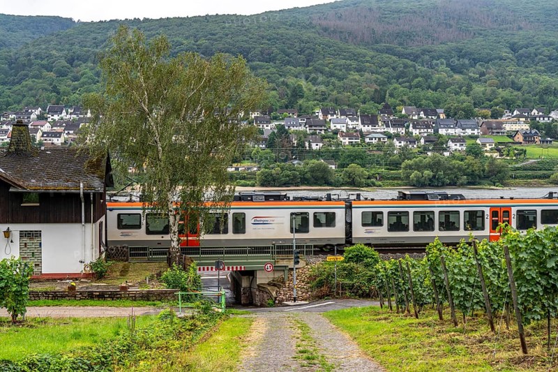 Upper Middle Rhine Valley, railway line on the right bank of the Rhine, regional train, goods train line, up to 400 freight trains run here within 24 hours, on both sides, through the Rhine Valley, directly through villages and close to buildings, vineyard, near Lorch, Hesse, Germany, Europe