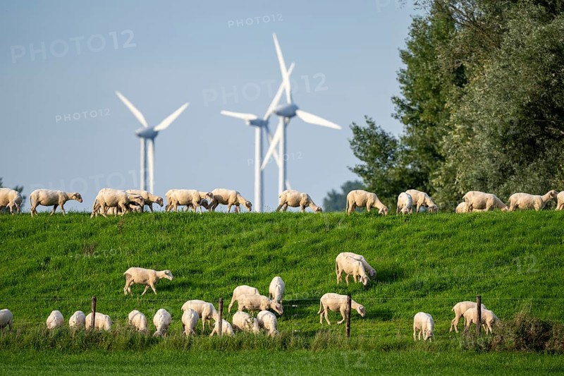 Flock of sheep on a Rhine dyke, left bank of the Rhine, near Emmerich, wind farm, Lower Rhine, North Rhine-Westphalia, Germany, Europe