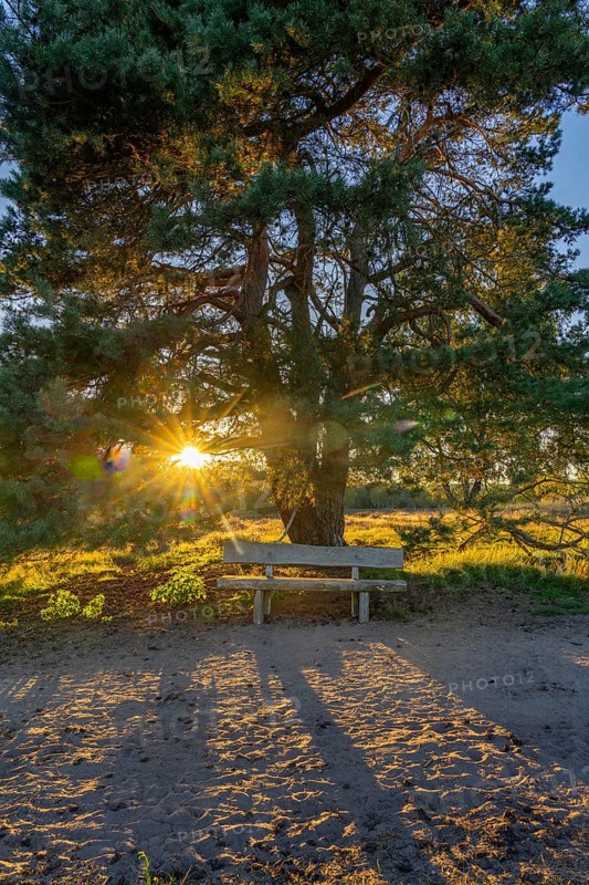 Westruper Heide, in the Hohe Mark Westmünsterland nature park Park, old wooden bench on a tree, near Haltern am See, heather blossom, North Rhine-Westphalia, Germany, Europe