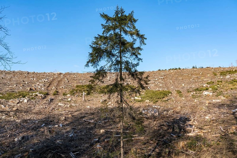 Cleared forest area north of the village of Hirschberg, Soest district, dead spruce stands were felled, dead trees due to bark beetle infestation, Arnsberg Forest, North Rhine-Westphalia, Germany, Europe