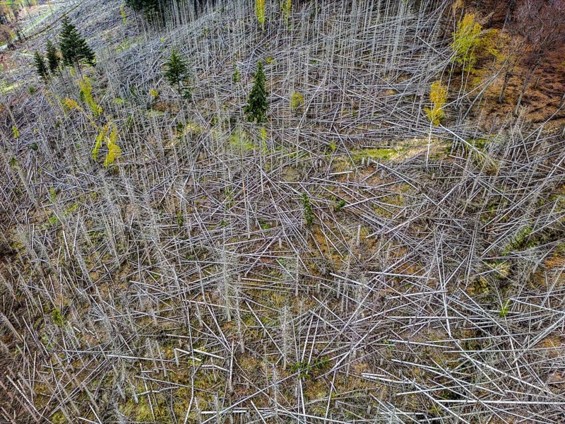 Dead spruce trees, broken by wind, lying wildly in disarray, forest dieback in the Arnsberg Forest nature park Park, over 70 per cent of the spruce trees are diseased, damaged, mostly by the bark beetle, which was able to spread due to drought and heat, climate change, near Hirschberg, North Rhine-Westphalia, Germany, Europe