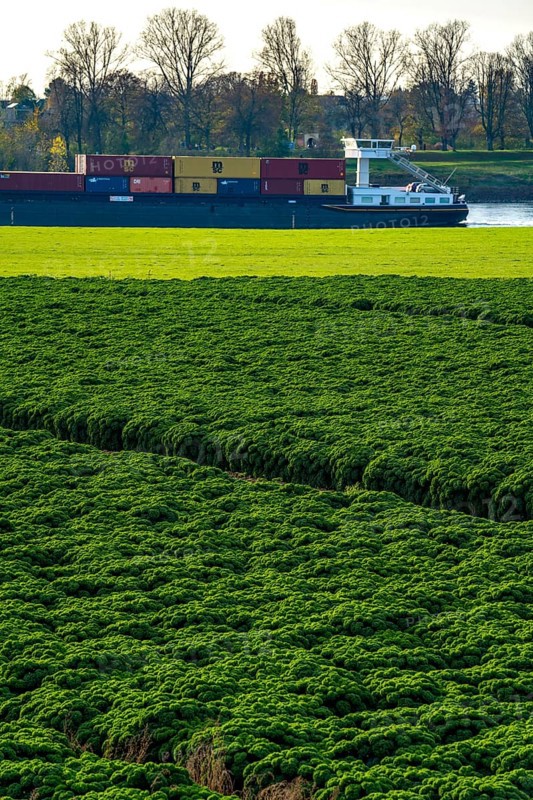 Kale field, growing area in the south of Düsseldorf, Volmerswerth district, cargo ship on the Rhine, North Rhine-Westphalia, Germany, Europe
