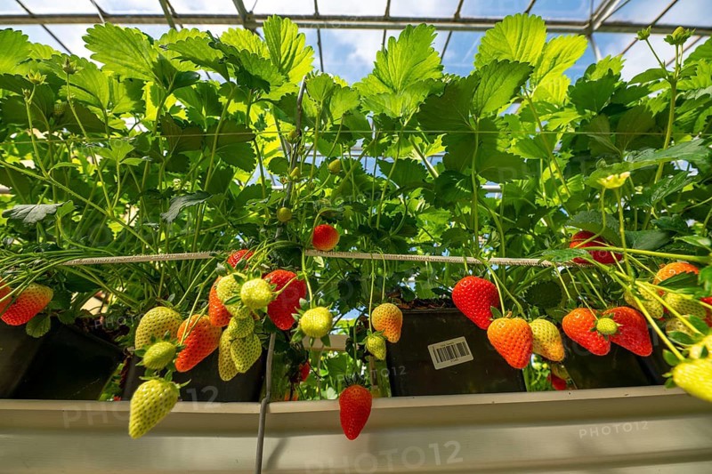 Strawberry cultivation in a greenhouse, young strawberry plants are growing, at different stages of ripeness are individually watered and supplied with nutrients by drip irrigation, they grow in a substrate culture in raised beds, near Dormagen, Rhineland, North Rhine-Westphalia, Germany, Europe