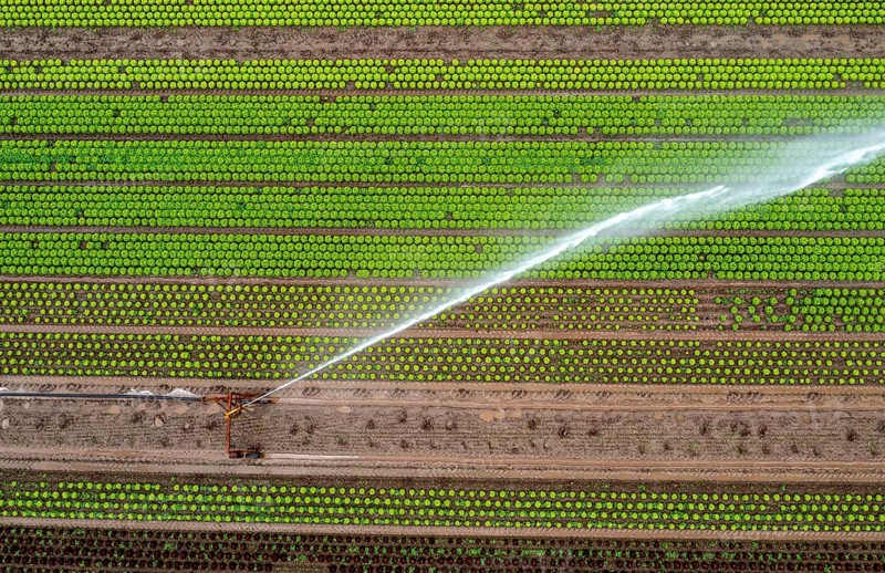 A field is artificially irrigated, water is sprayed onto the field via an irrigation system, field with different lettuce plants, in different stages of growth, North Rhine-Westphalia, Germany, Europe